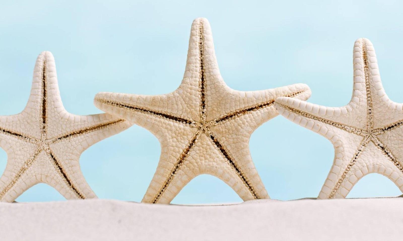 star fish